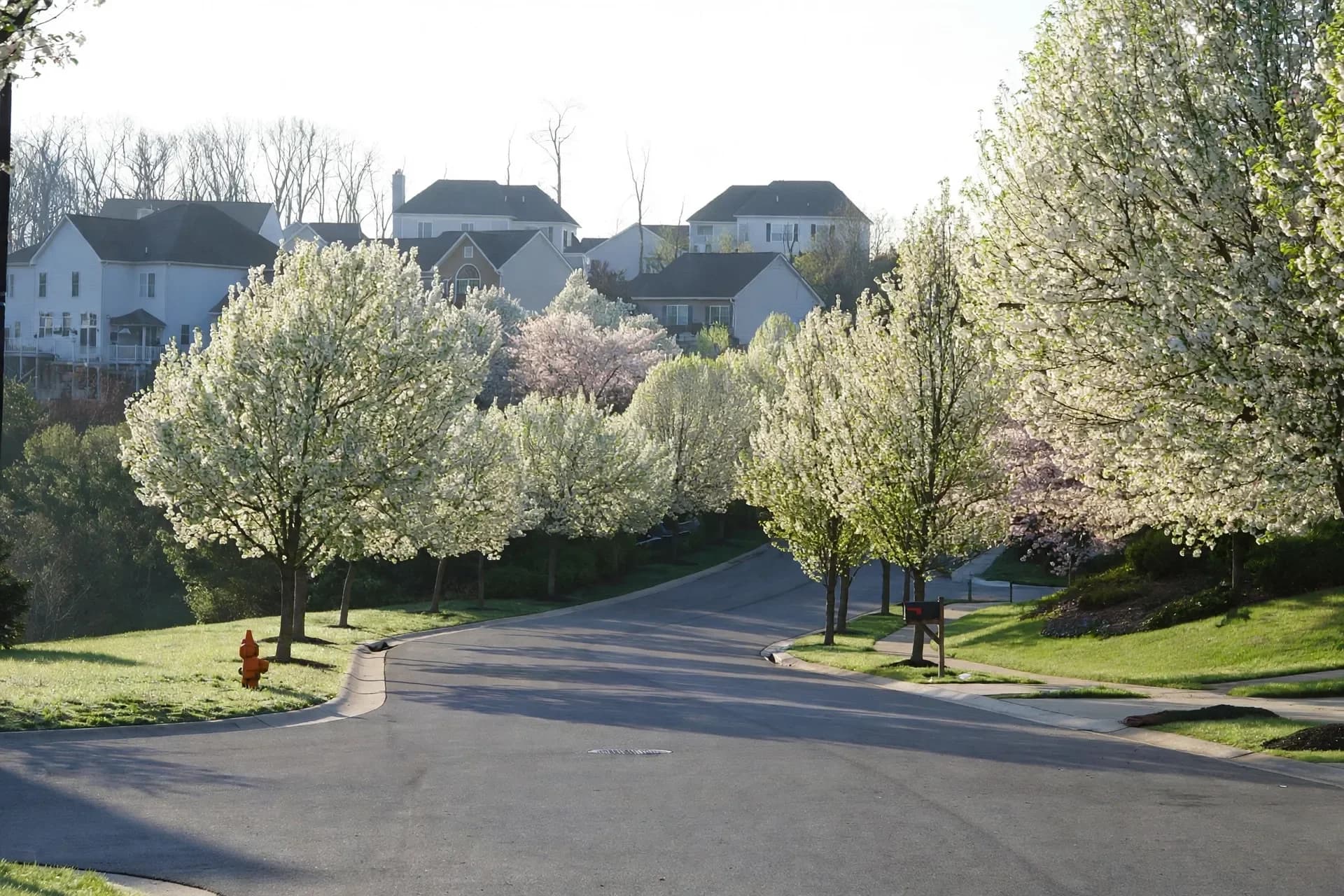 Bradford pear trees in full bloom along a Crestwood street